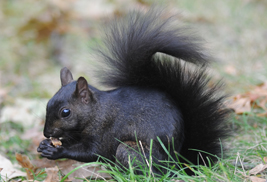 News: Kent State's Unofficial Mascot to Celebrate 50 Years on Campus